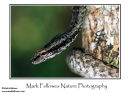 Mock viper Psammodynastes pictus
